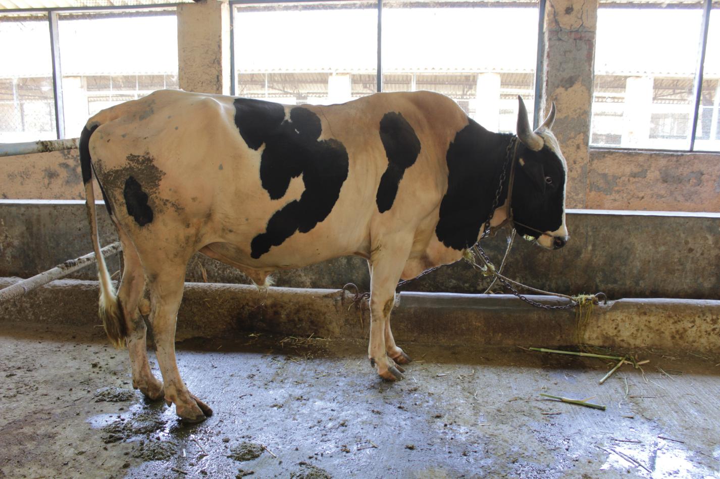 Cross breed bull